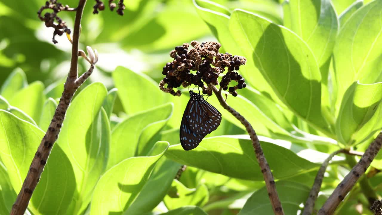 una mariposa se encuentra en una planta a la luz del sol, rodeada de hojas verdes exuberantes, creando una escena natural serena