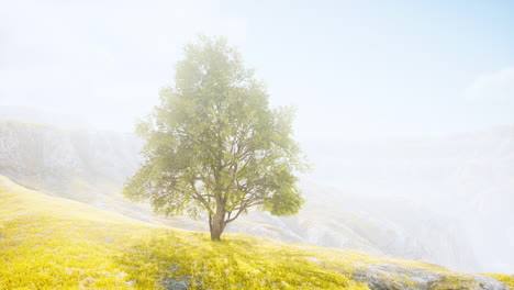 Hermoso-Paisaje-De-Niebla-En-Toscana