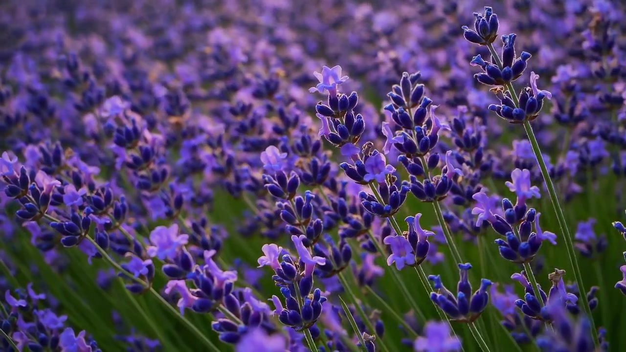Un campo di lavanda in fiore al tramonto