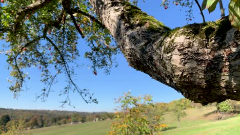 close up of apple tree branch. panning upwards