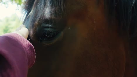 close-up slow motion: a kid's hand gently touching a horse's nose