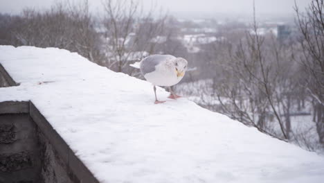 european herring gull sitting on snowy ledge and catching food thrown at it