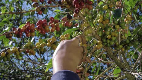 Ein-Bauer-Pflückt-Reife-Bohnen-Von-Einem-Kaffeebaum-Auf-Einer-Plantage-In-El-Salvador