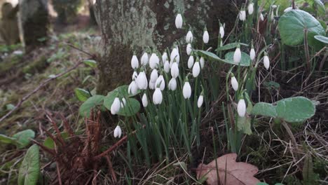 Snowdrops---growing-wild-by-an-old-stone-post