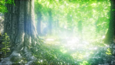 sunbeams shining through natural forest of beech trees