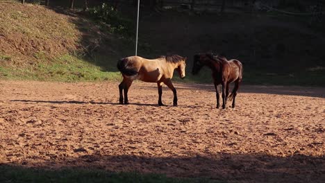 Two-horses-stand-close-together,-nuzzling-each-other-affectionately-amidst-the-greenery-and-shade-of-the-paddock