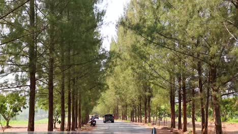 vehicle travels along a scenic forest route