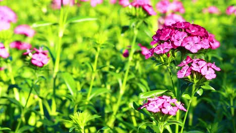 a butterfly gracefully flutters around vivid pink flowers in a lush green garden, creating a serene and colorful scene