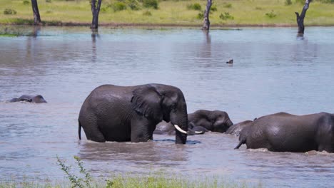 African-elephant-wallowing-in-savannah-lake,-rest-of-herd-bathing