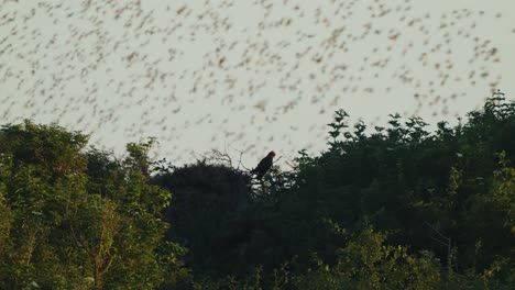 flock of birds flying in swooping motion over the green forest