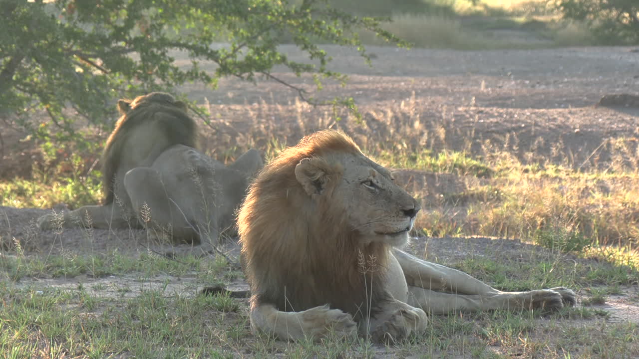 Male lions in savannah backlit by early morning sun