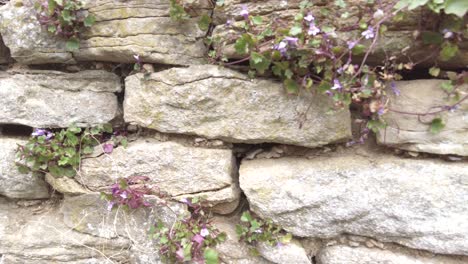 slow pan of an old mud and stone wall in rural europe, close up