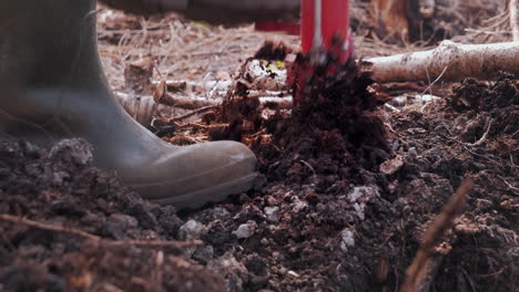 Arborist-planting-pine-trees-using-planter-pole-in-Forest-soil-on-a-sunny-summer-day-in-Scandinavia