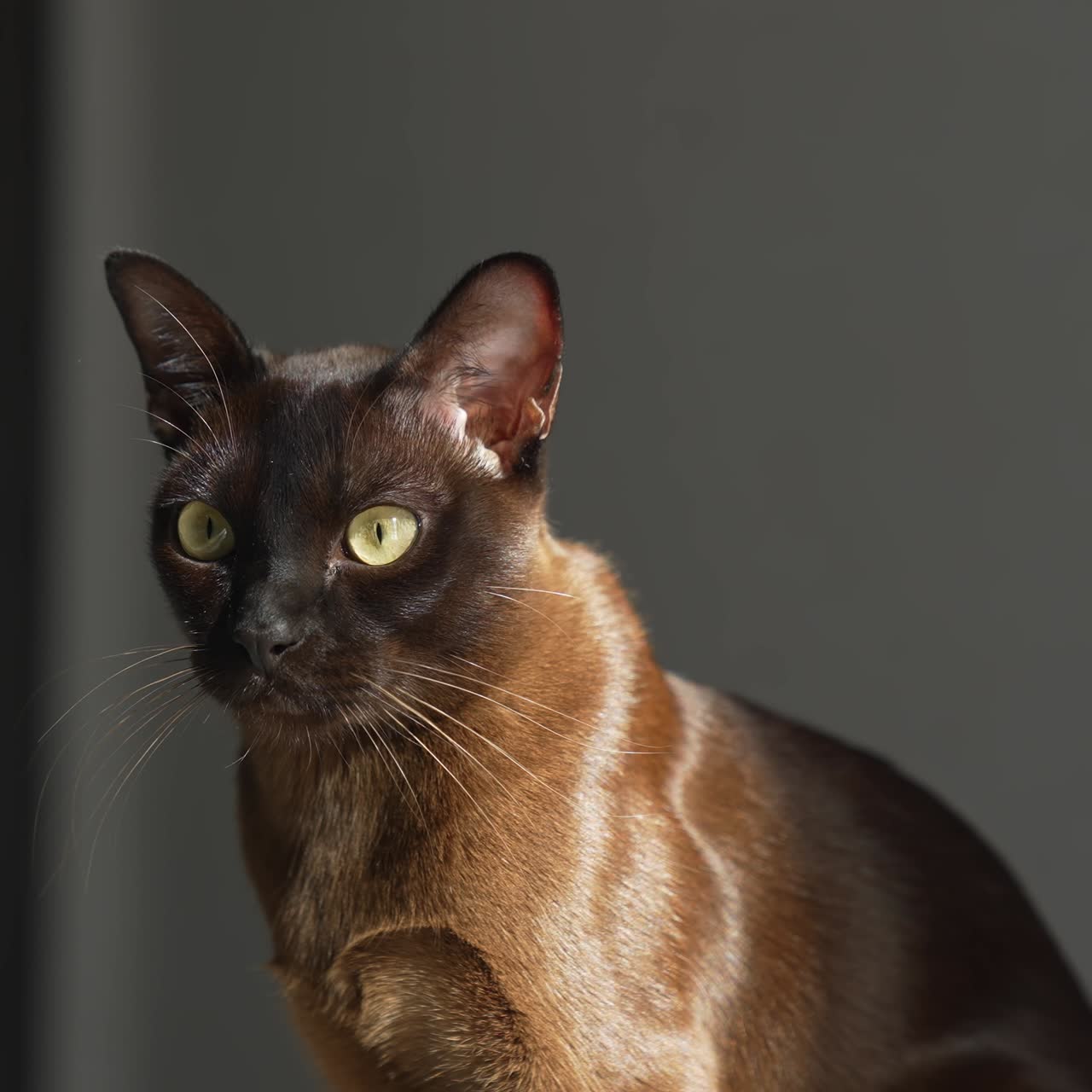 Gatto Burmese marrone con pelo color cioccolato e occhi gialli che guarda