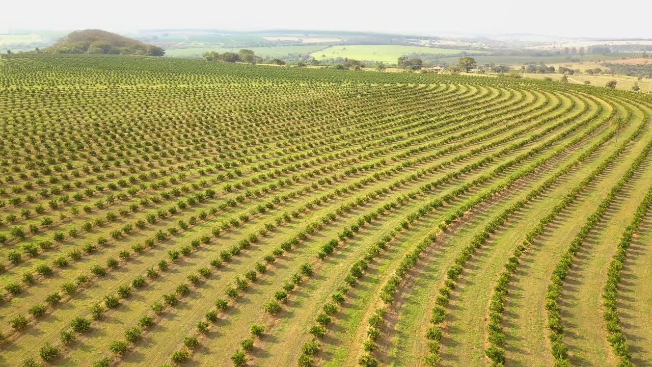 patrones en la naturaleza, increíbles naranjales de brasil, tiro de grúa aérea