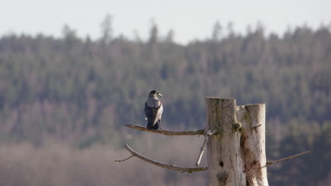 Nebelkrähe-Verlässt-Ihren-Sitz-Auf-Einem-Baumstamm-In-Schweden,-Malerische-Aufnahme