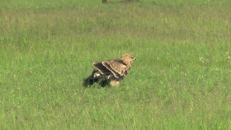 tawney eagle foraging on the grassland in masai mara, kenya on a sunny day