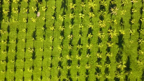 coconut plantation in southeastern brazil. birds eye