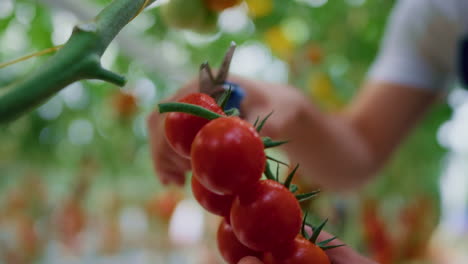 Cerrar-La-Mano-Del-Agrónomo-Recogiendo-Verduras-En-Invernadero-Tecnológico