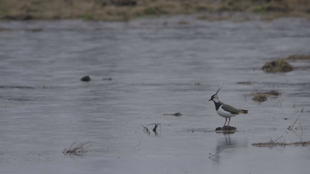 Burung Lapwing di air dangkal mencari cacing tanah sebagai makanan.