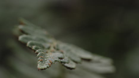 Tiro-Macro-De-Hojas-Verdes-En-Un-Bosque