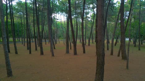 pinos en el bosque. - retiro aéreo