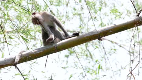 i macachi dalla coda lunga sono le scimmie più facili da trovare in thailandia poiché sono presenti nei complessi di templi, nei parchi nazionali e persino nei villaggi e nelle città