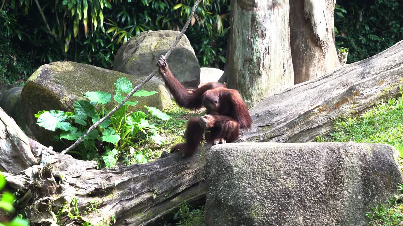 Curioso orango (Pongo pygmaeus) seduto
