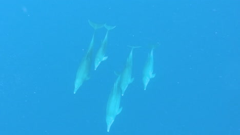 group of dolphins swimming together in deep blue ocean