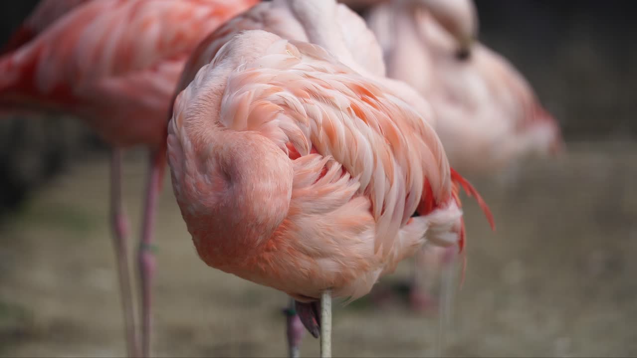 Le vivaci piume rosa di un fenicottero