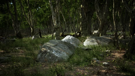 forest in darkness with grass and rocks