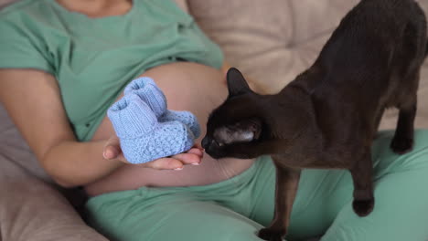 young happy mom waiting for baby sits on the sofa and holds baby booties on her palm. black cat comes on woman's knees and smells the booties. woman caressing her bare belly.