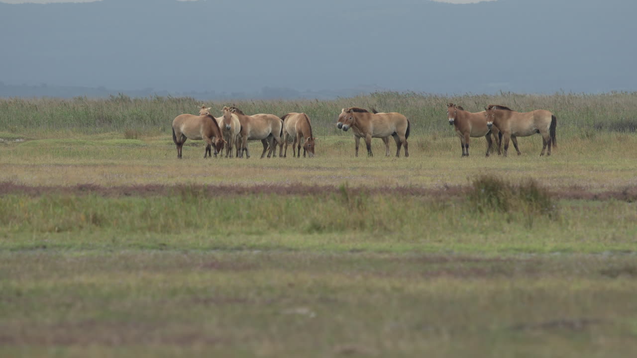 평야 에서 먹이 를 먹고 있는 프레발스키 말 들 의 집단 의 넓은 사진