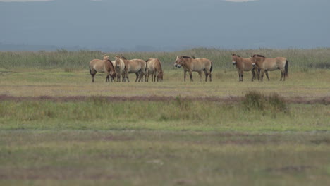 fotografía amplia de un grupo de caballos przewalski pastando en las llanuras