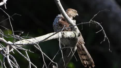 Hawk-relaxing-on-tree-UHD-MP4-4k-video