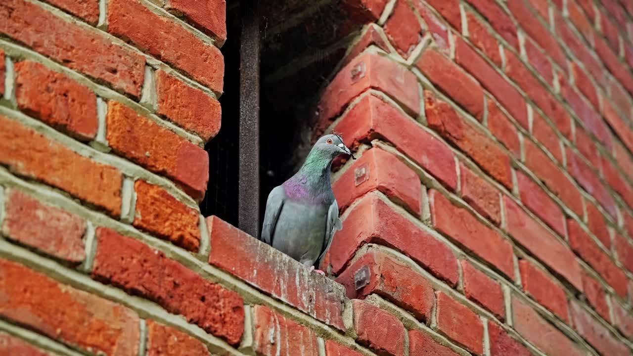 Peaceful city bird holding twig in beak sits calmly on narrow window opening