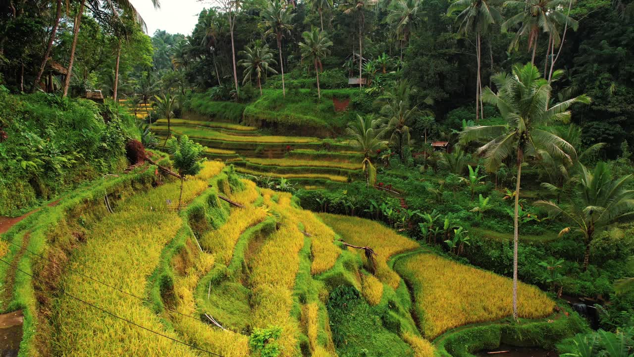 Drone che sorvola le terrazze di riso di Tegalalang, Ubud, Bali, tra terrazze verde-gialle.