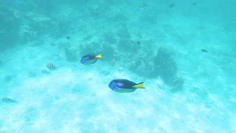 school of blue tang fish swimming in shallow tropical coral sea