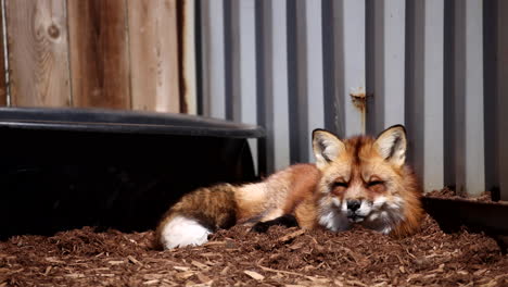 Domestizierter-Fuchs,-Der-In-Die-Kamera-Schaut