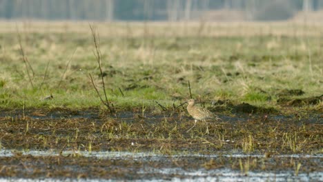 eurasian whimbrel feeding in wetlands during spring migration