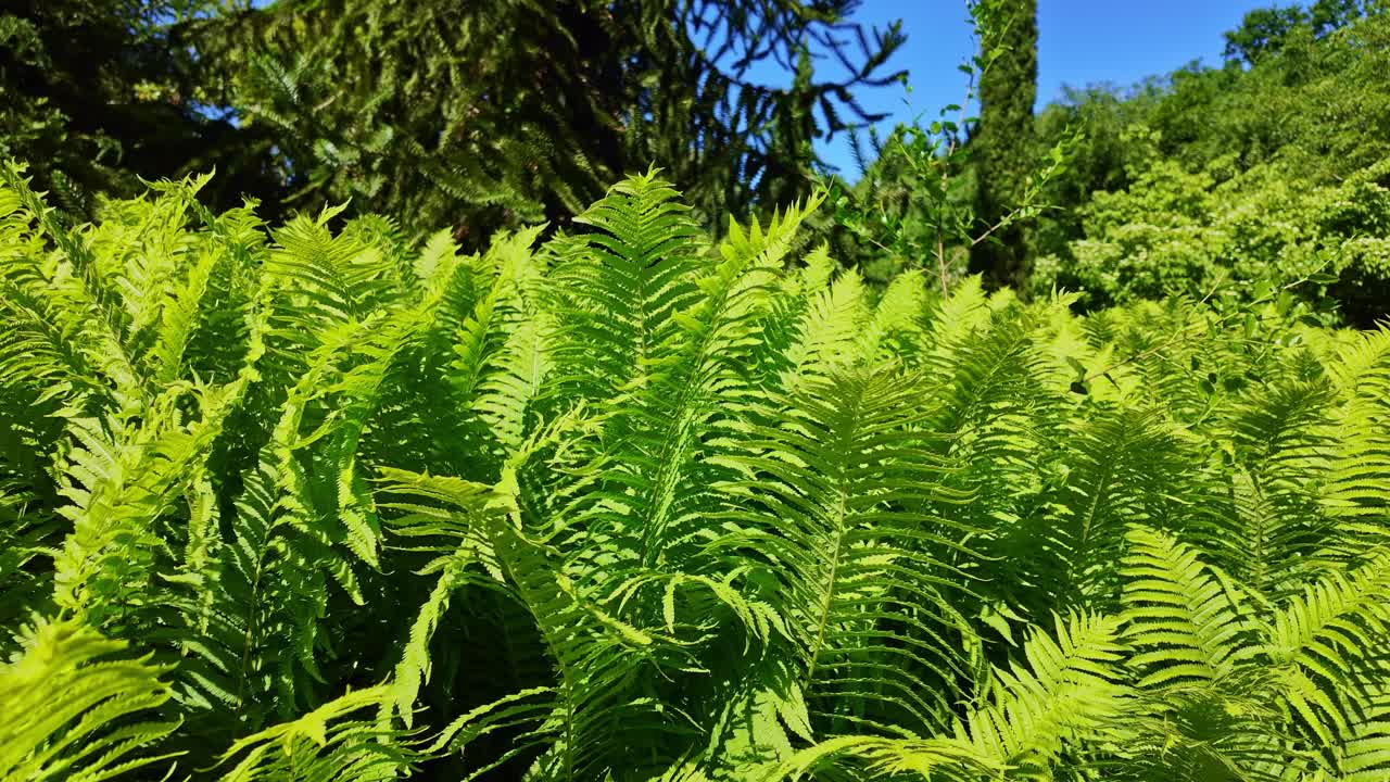 Lush green, softy ferns growing in dense clusters in a cultivated and beautiful garden.
