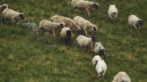 Rebaño-De-Ovejas-Moviéndose-A-Lo-Largo-De-Una-Tierra-Cubierta-De-Hierba