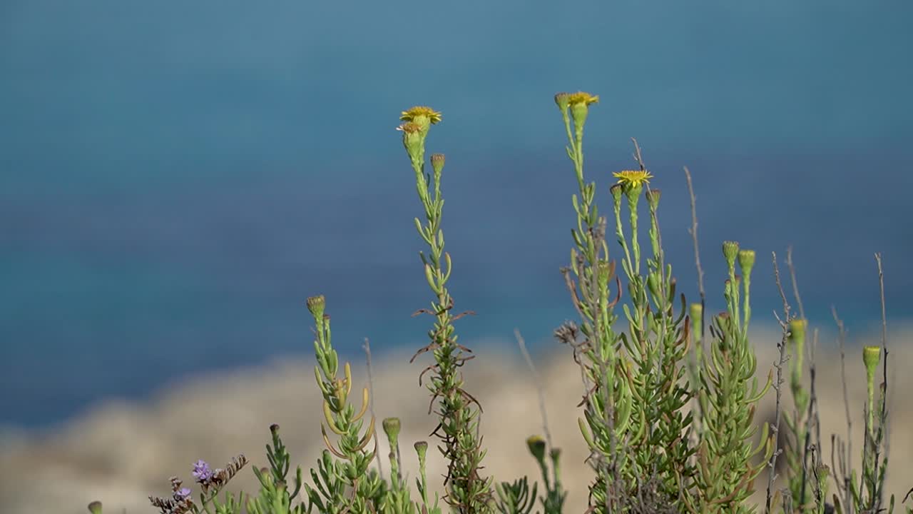 Nærbilde av stilker av gyllen strandsennep, gule blomster, uskarpt Middelhav i bakgrunnen