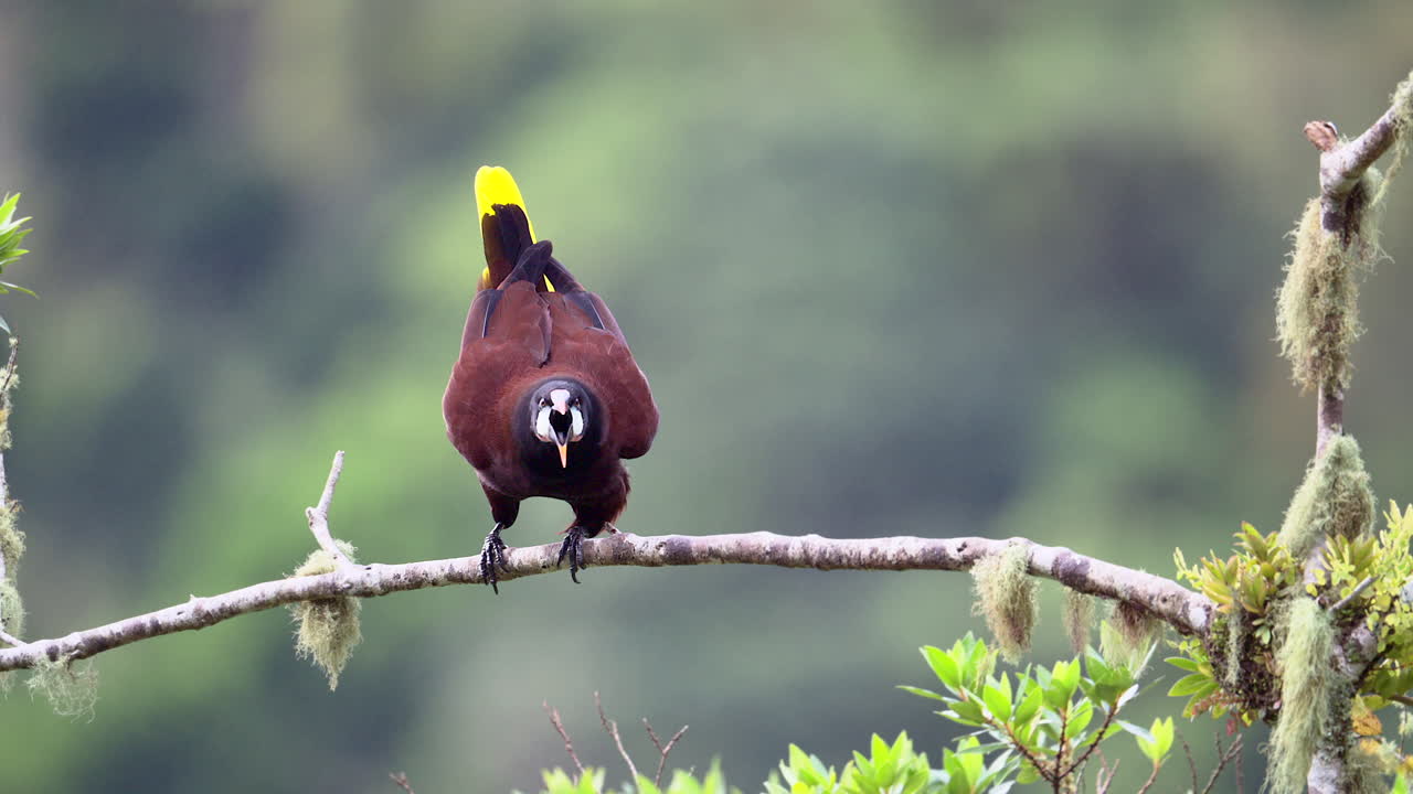 montezuma oropendola posado en una rama, se balancea de su percha para comenzar su inmersión de 180 grados, en cámara lenta