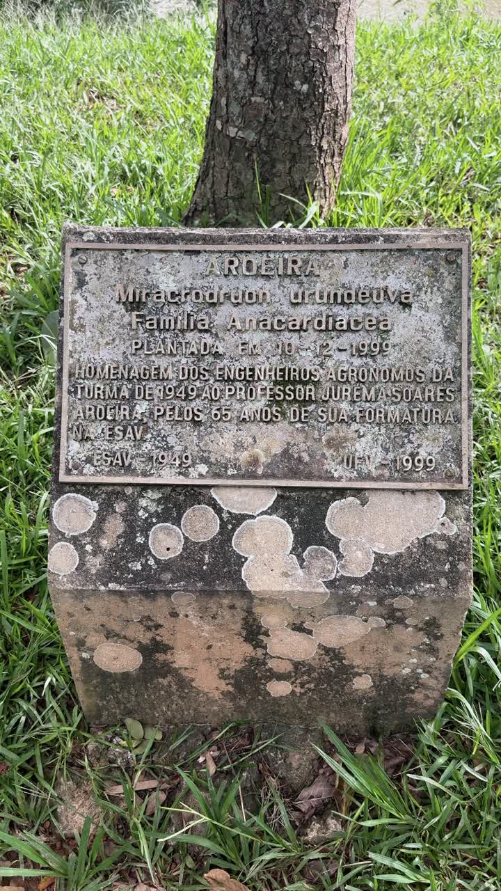 4K close-up of a weathered sign providing details about an Aroeira tree. The aged sign adds a rustic and historical feel, perfect for nature or educational visuals with vintage charm.