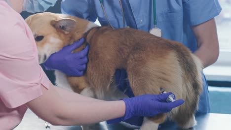 veterinarian team giving an injection to the corgi dog