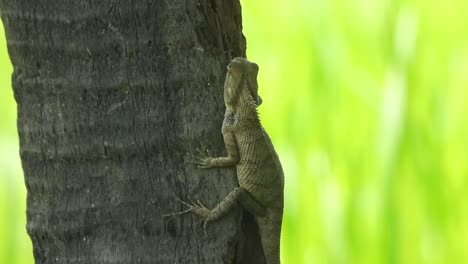 lizard -waiting for food - relaxing on tree