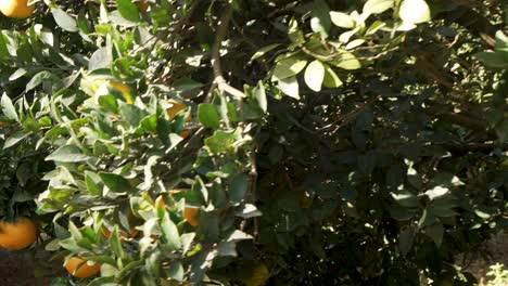 rows of citrus trees are spaced evenly in a maltese orchard, each tree bearing clusters of oranges, with sunlight highlighting the orderly beauty and productivity of the field.