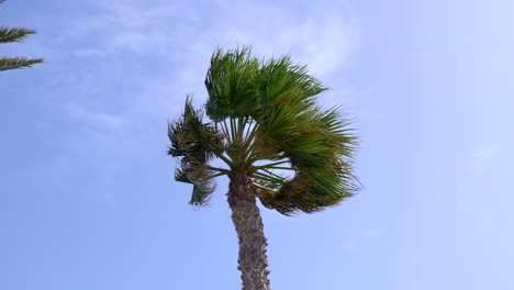 Steady-shot-of-palm-standing-straight-against-strong-wind-blowing-from-left-to-right-of-the-shot
