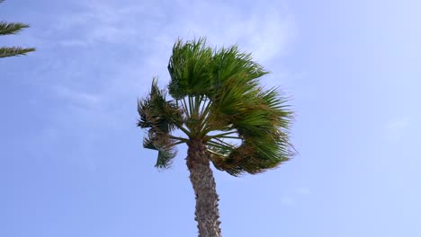 Stetige-Aufnahme-Einer-Handfläche,-Die-Gerade-Gegen-Den-Starken-Wind-Steht,-Der-Von-Links-Nach-Rechts-Weht